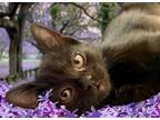 Adopt Poppy and Jasmine, Sweet! a All Black Domestic Shorthair (short coat) cat