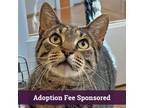Adopt Guanabana a Brown or Chocolate Domestic Shorthair / Mixed (short coat) cat