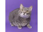 Adopt Marvin a Domestic Short Hair