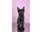 Adopt Big Mac a All Black Domestic Shorthair / Mixed (short coat) cat in