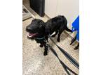 Adopt Tuna a Black Belgian Malinois / Goldendoodle / Mixed dog in Fountain