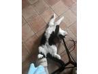 Adopt Batman 3 a Domestic Shorthair cat in New York, NY (38784061)