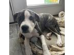 Adopt Betty a Mixed Breed (Medium) dog in Bellmawr, NJ (38877417)