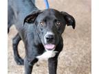 Adopt AJ a Black - with White Labrador Retriever / Mixed dog in Olive Branch