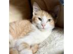 Adopt Okiedokie Artichokie a Orange or Red Domestic Shorthair / Mixed cat in
