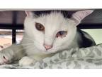 Adopt Hopper a White (Mostly) Domestic Shorthair / Mixed (short coat) cat in