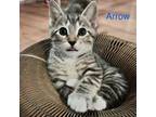 Adopt Arrow a Domestic Short Hair