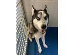 Adopt DRACO a White - with Black Husky / Mixed dog in Pearland, TX (36326460)