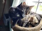 Adopt Athena a Gray or Blue Domestic Shorthair / Mixed (short coat) cat in San