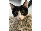 Adopt Rigatoni a Spotted Tabby/Leopard Spotted Domestic Shorthair / Mixed cat in