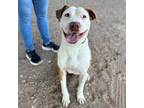 Adopt Turk a Brown/Chocolate American Pit Bull Terrier / Mixed dog in El Paso