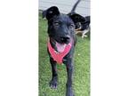 Adopt Winslett a Black Labrador Retriever / Australian Cattle Dog / Mixed dog in