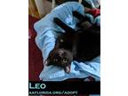 Adopt Leo the Lap Cat a Black (Mostly) Domestic Shorthair / Mixed (short coat)