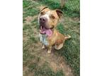 Adopt Pacey a Tan/Yellow/Fawn - with White Pit Bull Terrier / Mixed Breed