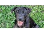 Adopt Brook a Black Terrier (Unknown Type, Medium) / Mixed dog in Abbeville