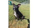 Adopt Melody a Black - with White Labrador Retriever / Mixed Breed (Medium) /