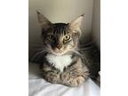 Adopt Nala a Brown Tabby Manx / Mixed (medium coat) cat in Ball Ground