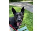 Adopt Jack a Black Shepherd (Unknown Type) / Mixed dog in Elmsford