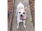 Adopt Kimber a White - with Tan, Yellow or Fawn Jack Russell Terrier / Terrier