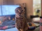 Adopt Henry a Brown Tabby Domestic Shorthair / Mixed (short coat) cat in Tampa