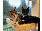 Adopt Poblano and Cayenne (bonded pair) a Domestic Shorthair / Mixed (short