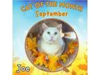 Adopt Joe a Domestic Shorthair / Mixed (short coat) cat in Cambria