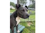 Adopt Mary Ann a Gray/Silver/Salt & Pepper - with White Pit Bull Terrier / Mixed