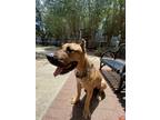Adopt Rocky a Brown/Chocolate - with White Presa Canario / Mixed dog in Houston