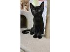 Adopt Gamma a All Black Domestic Shorthair (short coat) cat in Tioga