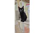 Adopt Alpha a All Black Domestic Shorthair (short coat) cat in Tioga