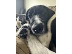 Adopt Roscoe a Black - with White Great Dane / Pointer dog in Grand Forks