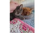 Adopt Pumpkin & Fluffy a American Shorthair