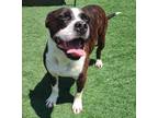 Adopt King Louie a Pit Bull Terrier