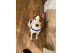 Adopt Rusty a Fox Terrier