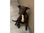 Adopt SANDY CHEEKS a Black - with White Labrador Retriever / American Pit Bull