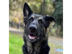 Adopt Frida a Black - with Tan, Yellow or Fawn German Shepherd Dog / Mixed dog