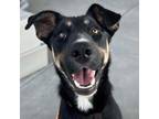 Adopt Gemma a Black - with Tan, Yellow or Fawn German Shepherd Dog / Mixed dog