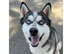 Adopt Hades a Black - with White Husky / German Shepherd Dog / Mixed dog in