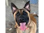 Adopt Maximus a Tan/Yellow/Fawn - with Black Belgian Malinois / Mixed dog in