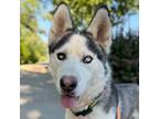Adopt Vader a Gray/Silver/Salt & Pepper - with White Siberian Husky / Mixed dog