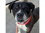 Adopt Francis a Black - with White Pit Bull Terrier / Boston Terrier / Mixed dog