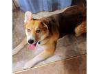 Adopt Samba a Tan/Yellow/Fawn - with White Siberian Husky / Shepherd (Unknown