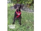 Adopt Gruff a Brown/Chocolate Labrador Retriever / Boykin Spaniel / Mixed dog in