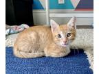 Adopt OJ a Orange or Red Domestic Shorthair (short coat) cat in Palo Alto