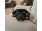 Adopt Mellie a Black Labrador Retriever / Terrier (Unknown Type