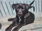 Adopt Lindsey a Black - with White Australian Shepherd / Labrador Retriever /