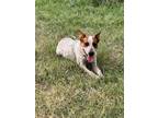 Adopt Manny a Australian Cattle Dog / Mixed Breed (Medium) / Mixed dog in