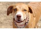 Adopt Sally a Labrador Retriever / Mixed dog in Hartford, CT (38637052)
