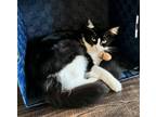 Adopt Amethyst a Domestic Mediumhair / Mixed (medium coat) cat in Rockwall