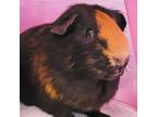 Adopt Brownie a Guinea Pig small animal in Des Moines, IA (38770288)